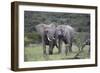 African Elephants 172-Bob Langrish-Framed Photographic Print