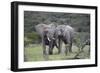 African Elephants 172-Bob Langrish-Framed Photographic Print