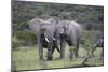 African Elephants 172-Bob Langrish-Mounted Photographic Print