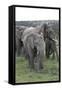 African Elephants 176-Bob Langrish-Framed Stretched Canvas