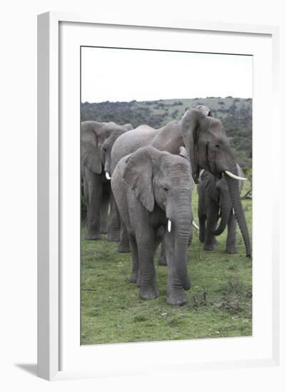 African Elephants 176-Bob Langrish-Framed Photographic Print