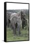 African Elephants 176-Bob Langrish-Framed Stretched Canvas