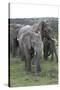 African Elephants 176-Bob Langrish-Stretched Canvas