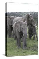 African Elephants 176-Bob Langrish-Stretched Canvas