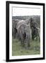 African Elephants 176-Bob Langrish-Framed Photographic Print