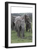 African Elephants 176-Bob Langrish-Framed Photographic Print