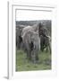 African Elephants 176-Bob Langrish-Framed Photographic Print