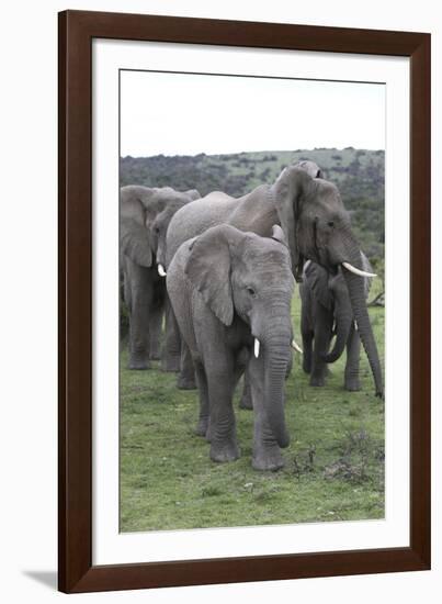 African Elephants 176-Bob Langrish-Framed Photographic Print