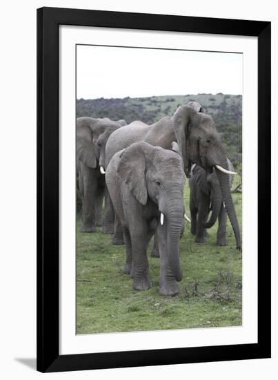 African Elephants 176-Bob Langrish-Framed Photographic Print