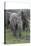 African Elephants 176-Bob Langrish-Stretched Canvas