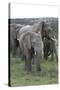 African Elephants 176-Bob Langrish-Stretched Canvas