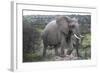 African Elephants 178-Bob Langrish-Framed Photographic Print