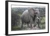 African Elephants 178-Bob Langrish-Framed Photographic Print
