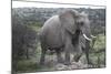 African Elephants 178-Bob Langrish-Mounted Photographic Print