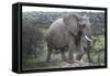 African Elephants 178-Bob Langrish-Framed Stretched Canvas