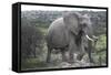 African Elephants 178-Bob Langrish-Framed Stretched Canvas