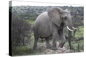 African Elephants 178-Bob Langrish-Stretched Canvas