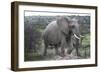 African Elephants 178-Bob Langrish-Framed Photographic Print