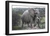 African Elephants 178-Bob Langrish-Framed Photographic Print