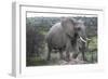 African Elephants 178-Bob Langrish-Framed Photographic Print