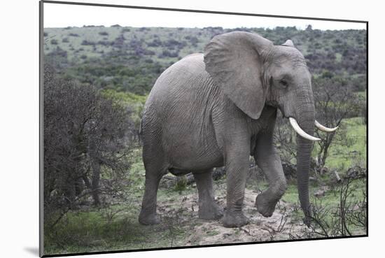 African Elephants 178-Bob Langrish-Mounted Photographic Print