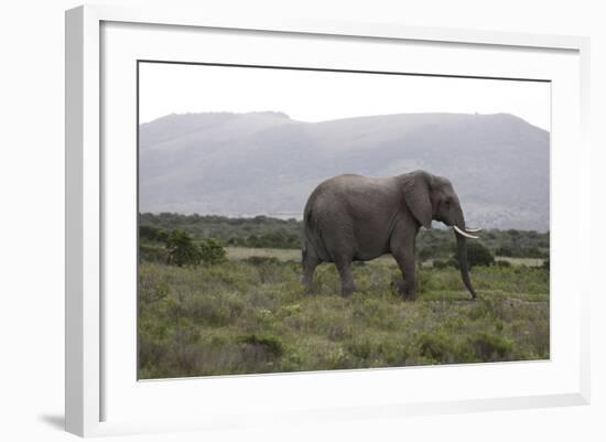 African Elephants 181-Bob Langrish-Framed Photographic Print