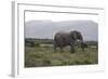 African Elephants 181-Bob Langrish-Framed Photographic Print