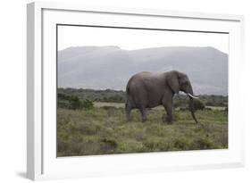 African Elephants 181-Bob Langrish-Framed Photographic Print