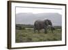 African Elephants 181-Bob Langrish-Framed Photographic Print