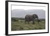 African Elephants 181-Bob Langrish-Framed Photographic Print