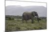 African Elephants 181-Bob Langrish-Mounted Photographic Print