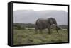 African Elephants 181-Bob Langrish-Framed Stretched Canvas