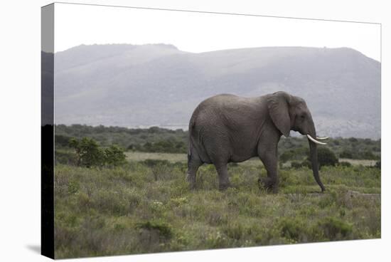 African Elephants 181-Bob Langrish-Stretched Canvas