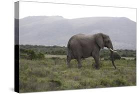 African Elephants 181-Bob Langrish-Stretched Canvas