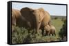 African Elephants 182-Bob Langrish-Framed Stretched Canvas