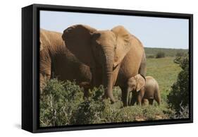 African Elephants 182-Bob Langrish-Framed Stretched Canvas