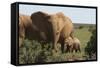 African Elephants 182-Bob Langrish-Framed Stretched Canvas