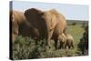 African Elephants 182-Bob Langrish-Stretched Canvas