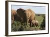 African Elephants 182-Bob Langrish-Framed Photographic Print