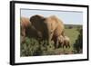 African Elephants 182-Bob Langrish-Framed Photographic Print