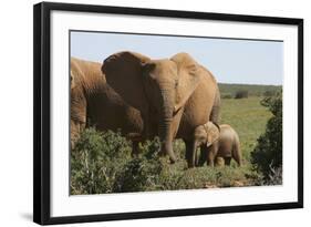 African Elephants 182-Bob Langrish-Framed Photographic Print