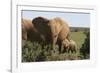 African Elephants 182-Bob Langrish-Framed Photographic Print