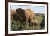 African Elephants 182-Bob Langrish-Framed Photographic Print