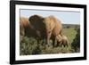 African Elephants 182-Bob Langrish-Framed Photographic Print