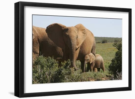 African Elephants 182-Bob Langrish-Framed Photographic Print