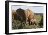 African Elephants 182-Bob Langrish-Framed Photographic Print