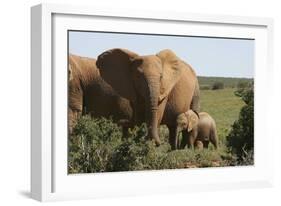 African Elephants 182-Bob Langrish-Framed Photographic Print