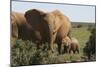 African Elephants 182-Bob Langrish-Mounted Photographic Print