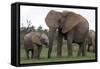 African Elephants 187-Bob Langrish-Framed Stretched Canvas