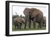 African Elephants 187-Bob Langrish-Framed Photographic Print